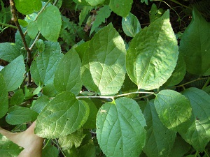 celtis tenuifolia ( micocoulier rabougri )